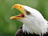 Les Aigles du Léman