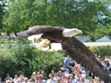 Les Aigles du Léman