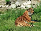 Safari de Peaugres