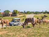 Safari de Peaugres