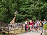 Safari de Peaugres