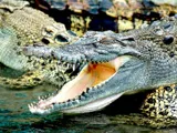 La Ferme aux Crocodiles - Réserve Tropicale