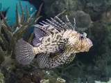 Aquarium des Tropiques