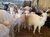 Mille et une Corne