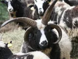 Mille et une Corne