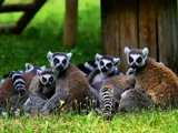 Le Zoo d'Upie