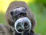 Le Zoo d'Upie