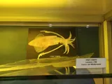 Muséum d'Histoire Naturelle de Chambéry