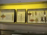 Muséum d'Histoire Naturelle de Chambéry