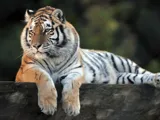 Zoo de Servion