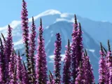 Jardin des Cimes