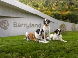 Barryland