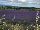 Distillerie Bleu Provence