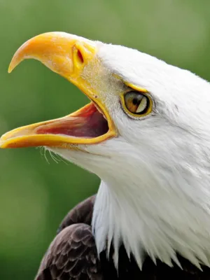 Les Aigles du Léman
