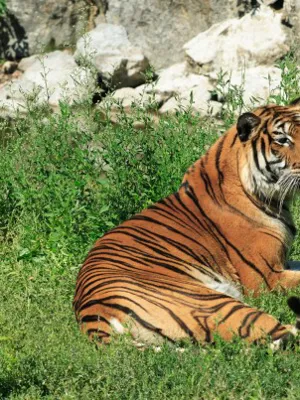 Safari de Peaugres