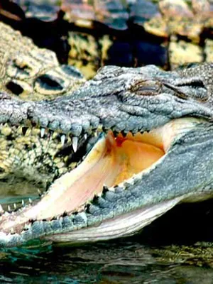 La Ferme aux Crocodiles - Réserve Tropicale