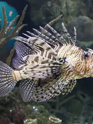 Aquarium des Tropiques