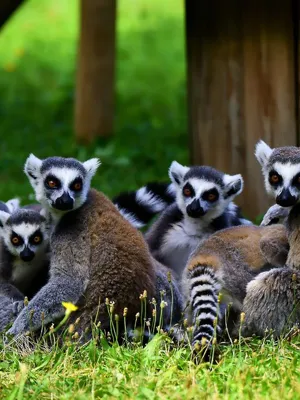 Le Zoo d'Upie