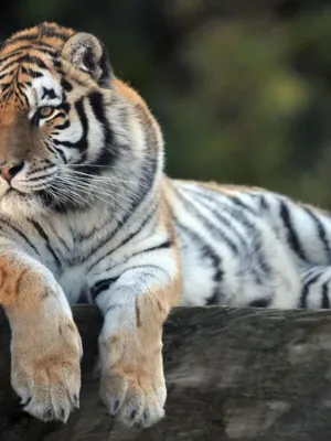 Zoo de Servion