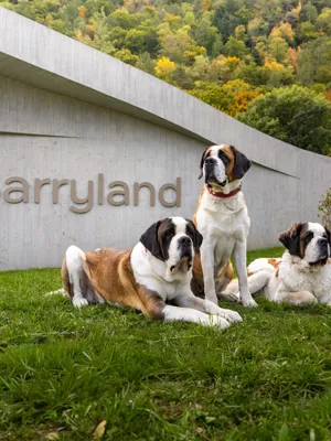 Barryland