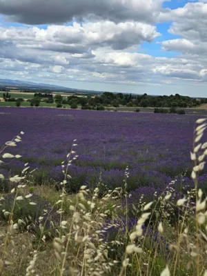 Distillerie Bleu Provence