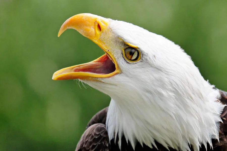 Les Aigles du Léman