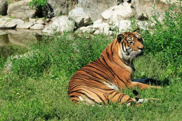 Safari de Peaugres