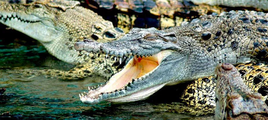 La Ferme aux Crocodiles - Réserve Tropicale