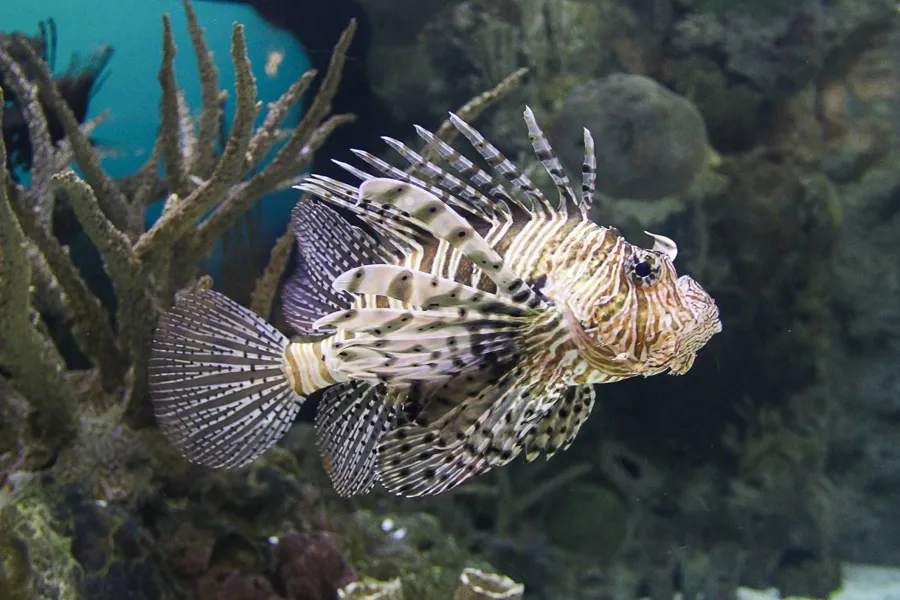 Aquarium des Tropiques