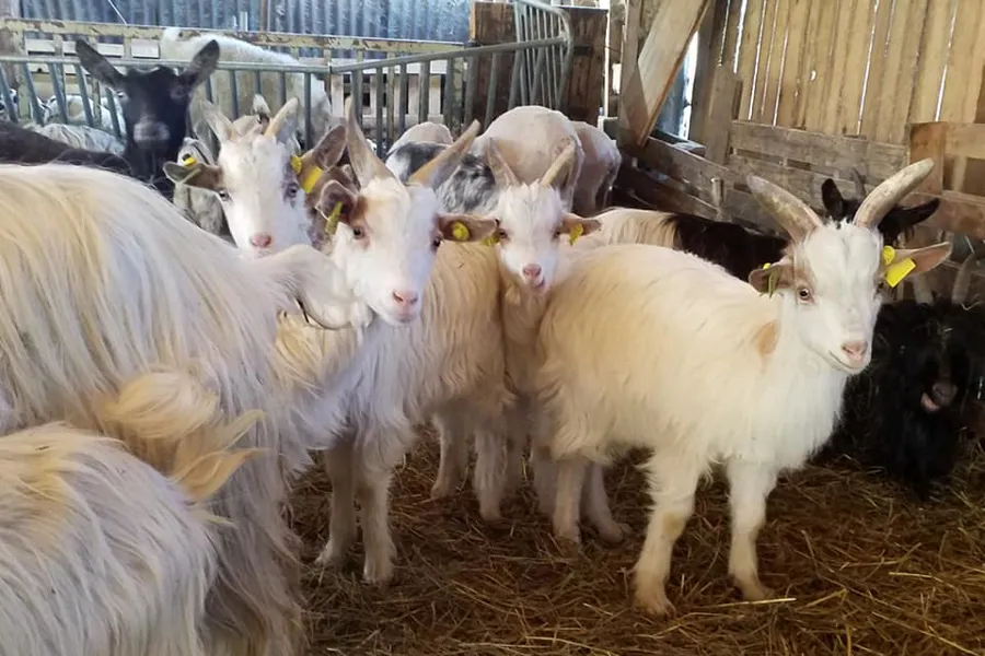 Mille et une Corne