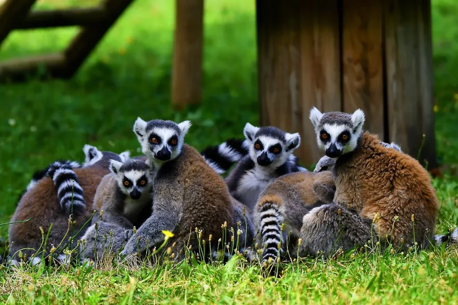 Le Zoo d'Upie