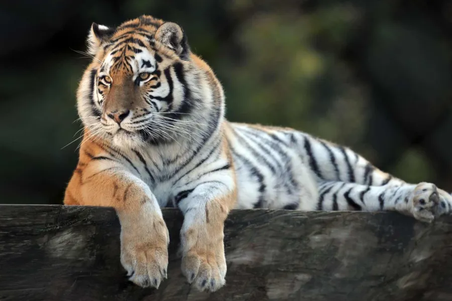 Zoo de Servion