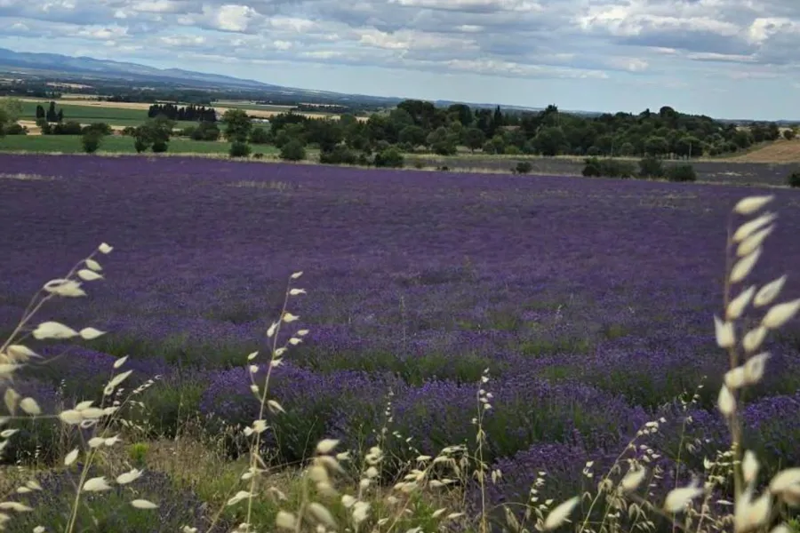 Distillerie Bleu Provence
